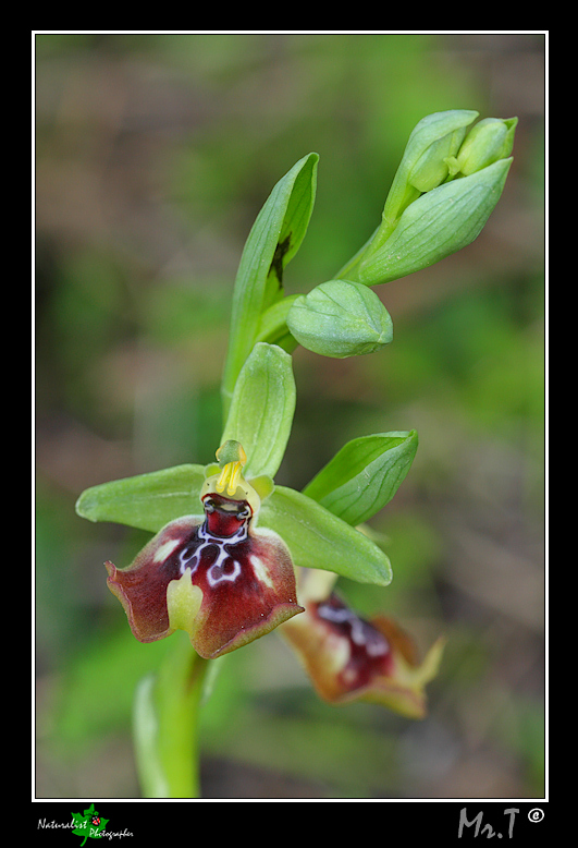 Ophrys oxyrrhynchos??